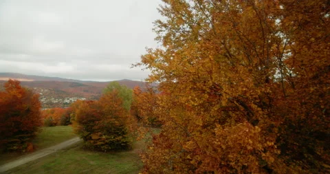 Foliage on a mountain landscape Stock Footage 163981223