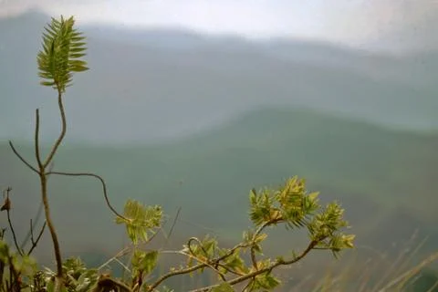 Foliage on Mountain Stock Photos