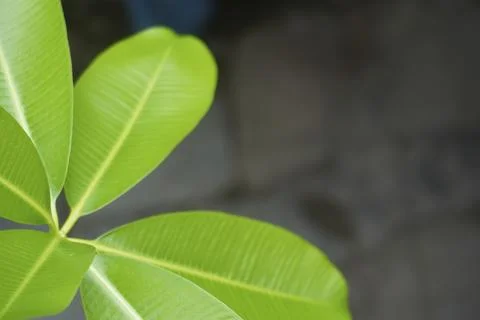 Foliage objects Stock Photos