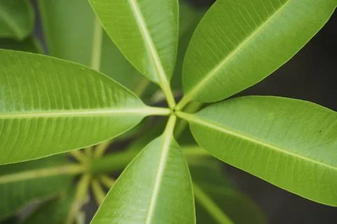 Foliage objects Stock Photos