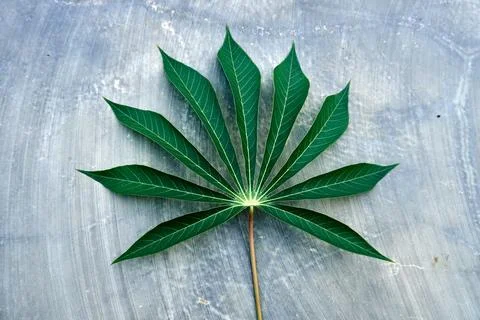 Foliage objects Stock Photos