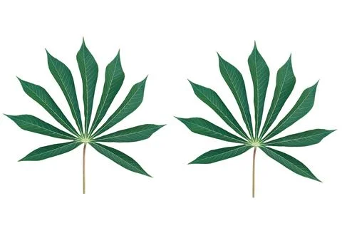 Foliage objects Stock Photos