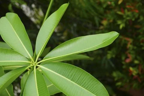 Foliage objects Stock Photos