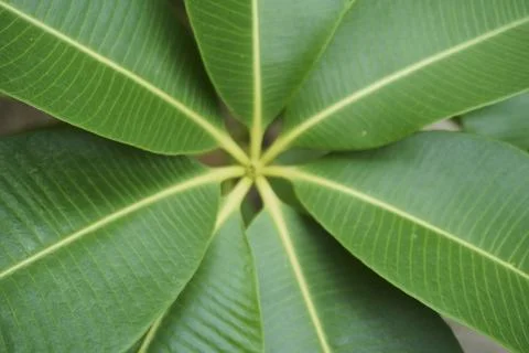 Foliage objects Stock Photos