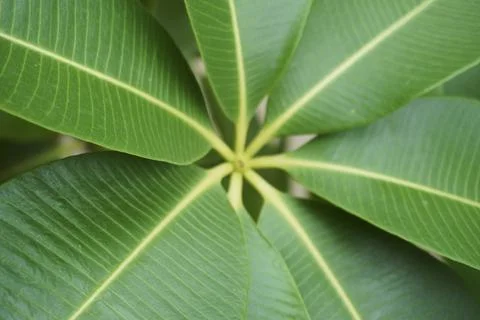 Foliage objects Stock Photos