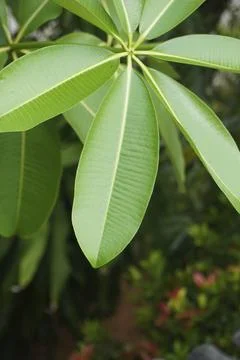 Foliage objects Stock Photos