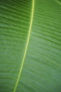 Foliage objects Stock Photos