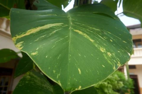 Foliage objects Stock Photos