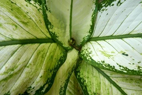 Foliage objects Stock Photos