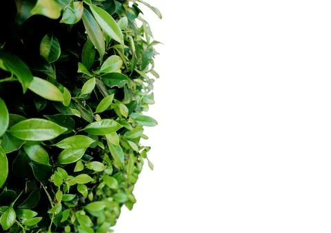 Foliage objects Stock Photos