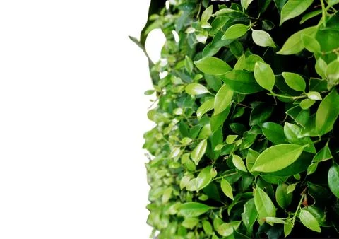 Foliage objects Stock Photos