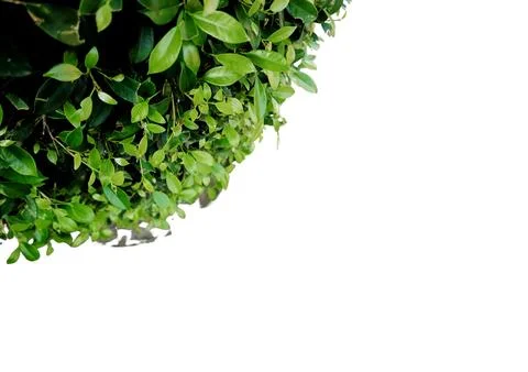 Foliage objects Stock Photos