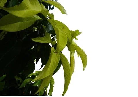 Foliage objects Foto stock