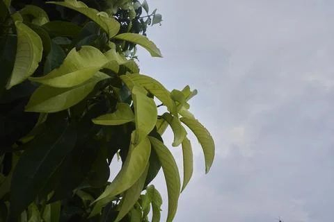 Foliage objects Stock Photos