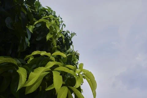 Foliage objects Stock Photos