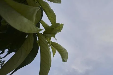 Foliage objects Stock Photos