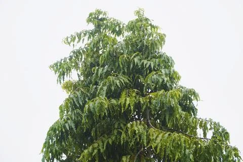 Foliage objects Stock Photos