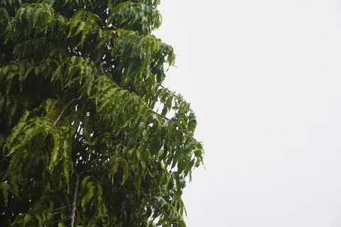 Foliage objects Stock Photos