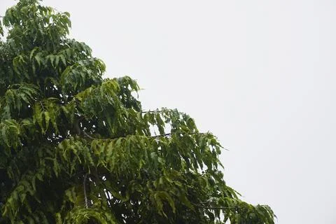 Foliage objects Stock Photos