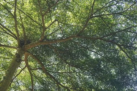 The foliage objects Stock Photos