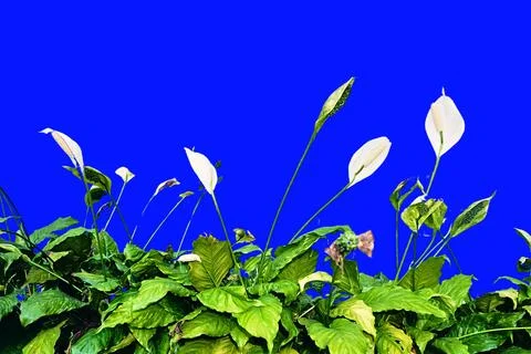 The foliage objects Stock Photos