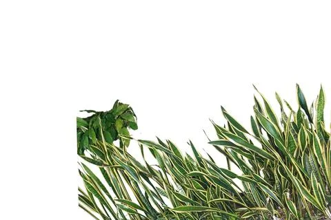 The foliage objects Stock Photos