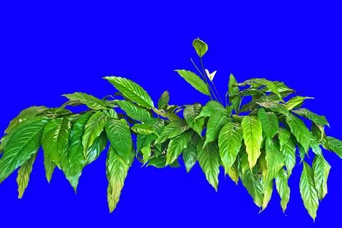 The foliage objects Stock Photos