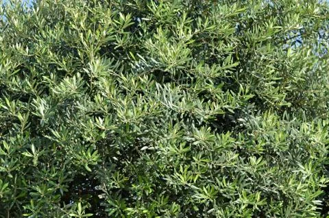 The foliage of olive tree closeup Stock Photos