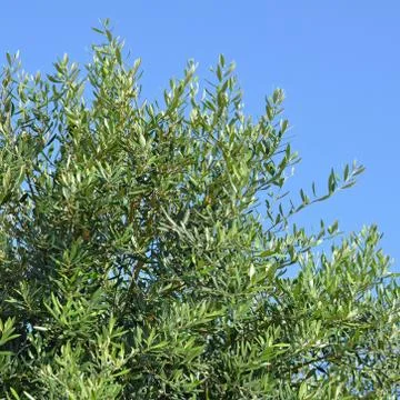 The foliage of olive tree closeup Stock Photos