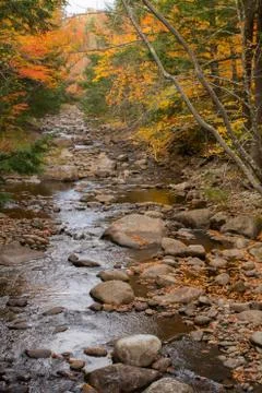 Foliage over Stream Stock-Fotos