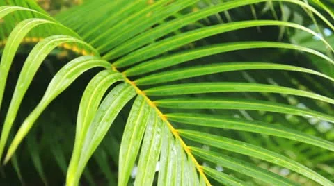 Foliage of palm Stock Footage 10889738