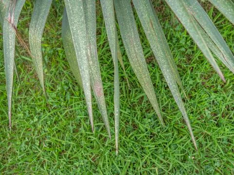 Foliage of a palm tree on a background of grass. Plants and nature.   sharp l Stock Photos