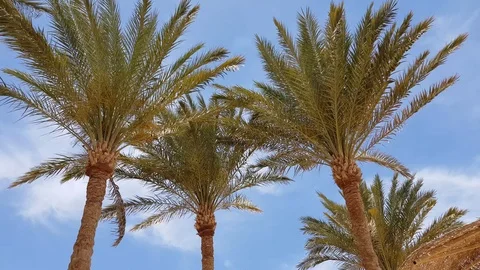 Foliage palm tree bottom view Stock Footage 107867151