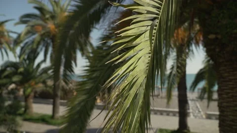 Foliage of palm trees swaying in the wind against the backdrop of mountains and Stock Footage 196327913