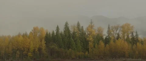 FOLIAGE PANO Stock Footage 274505555