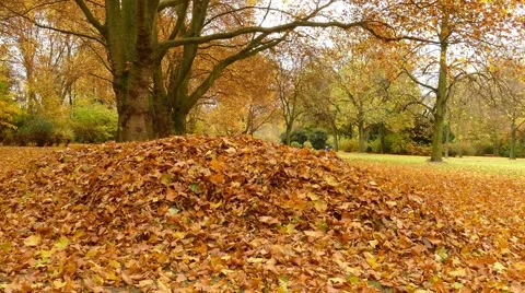 Foliage in the park Stock Footage 61195612