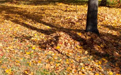 Foliage in the park Stock Photos
