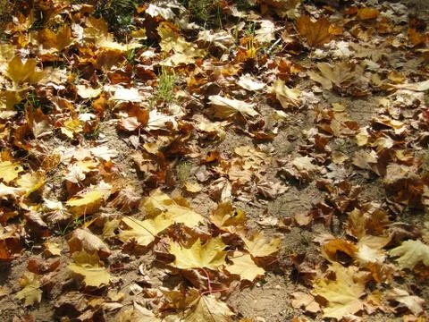 Foliage path Stock Photos