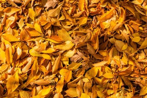 Foliage pattern leafs Stock Photos