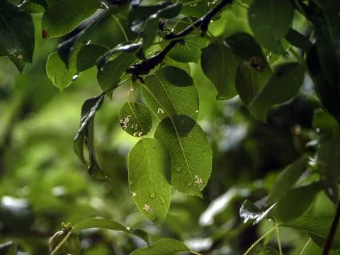 Foliage of a pear Stock Photos