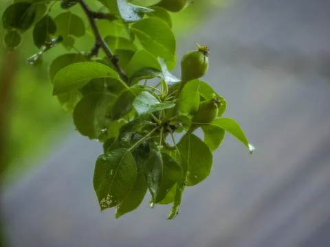 Foliage of a pear Foto stock