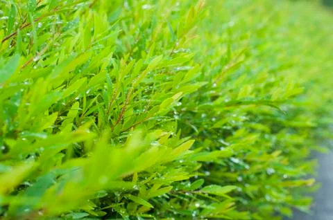 Foliage Stock Photos