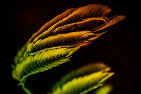 Foliage Stock Photos