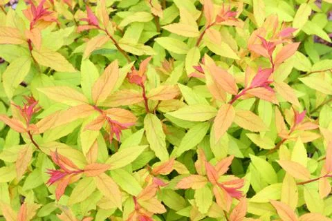 Foliage Stock Photos