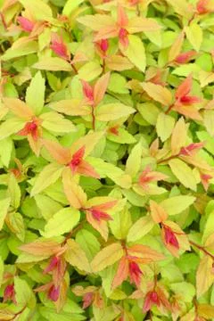 Foliage Stock Photos