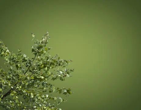 Foliage Stock Photos