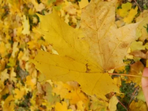 Foliage Stock Photos