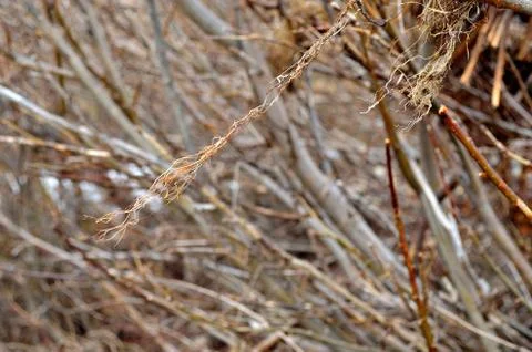 Foliage Stock Photos