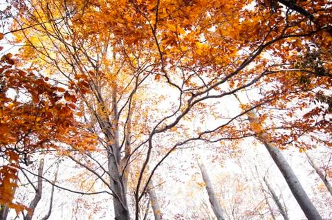 Foliage Stock Photos