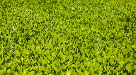 Foliage Stock Photos